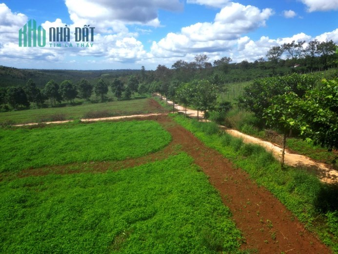 Bán đất Chư P Rông Gia Lai 1000m giá 200tr sổ hồng riêng