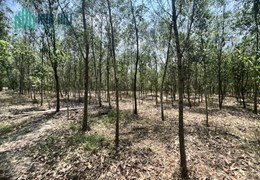 Chỉ 430.000đ/m2 sở hữu ngay lô đất 21.387m2 tại Bình Dương. Lh:0817383283.