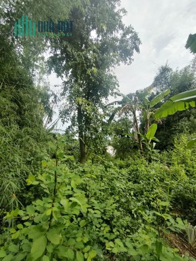 BÁN THỬA ĐẤT GIÁP SÔNG 4000M2, TÂN UYÊN, BÌNH DƯƠNG, CHỈ 5 TR/M2.