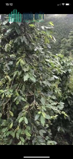 Bán Đất Đẹp - Vị Trí Đặc Địa Tại Xã Lát, Huyện Lạc Dương, Lâm Đồng