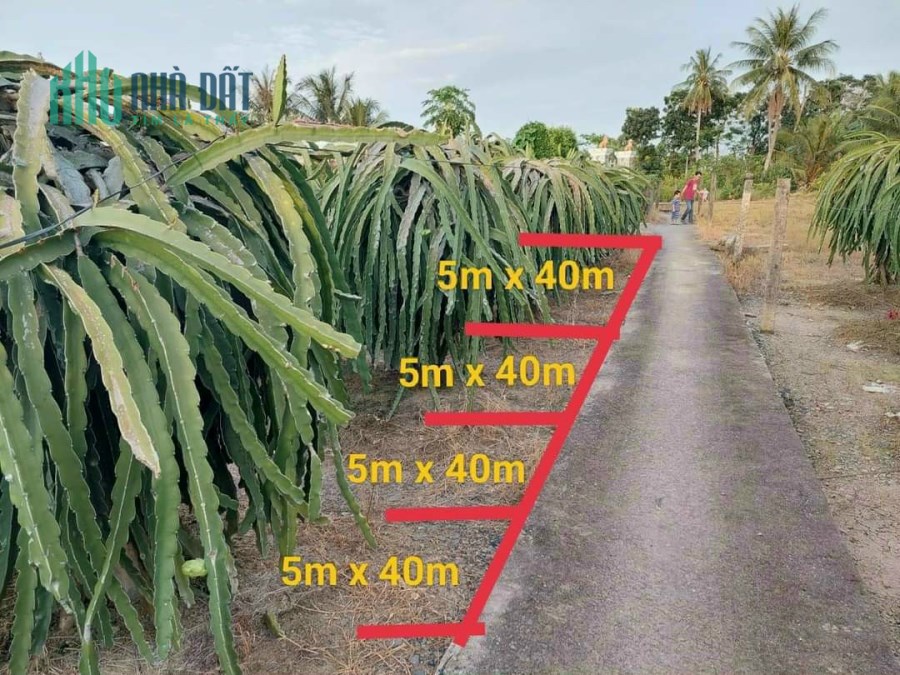 CHÍNH CHỦ CẦN BÁN 2 NỀN ĐẤT THỔ CƯ TẠI ẤP CẦU ÔNG BỤI, AN LỤC LONG, HUYỆN CHÂU THÀNH, TỈNH LONG AN