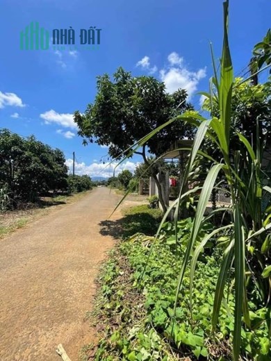 Bán Đất Đẹp Tại Xã Hòa Nam, Huyện Di Linh, Lâm Đồng