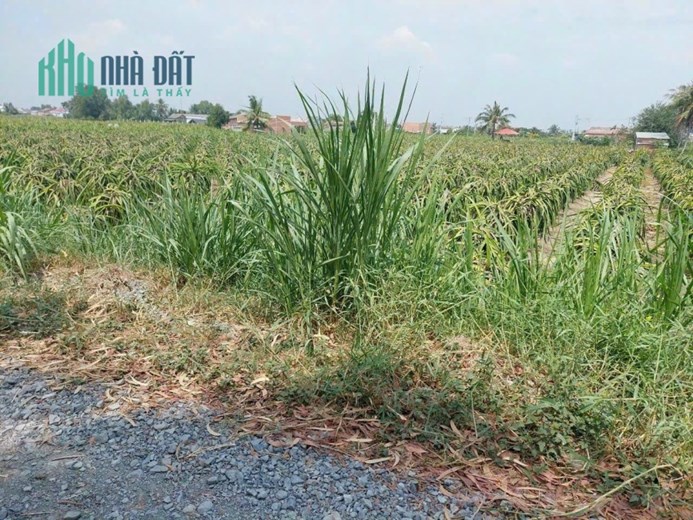 BÁN ĐẤT ẤP CẦU HÀNG, XÃ AN LỤC LONG, HUYỆN CHÂU THÀNH, TỈNH LONG AN.