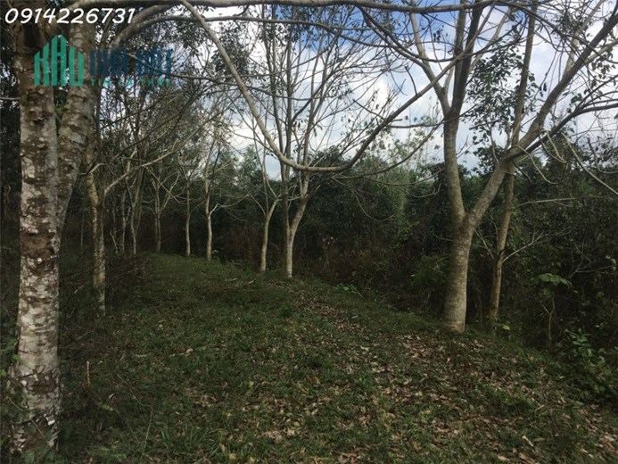 Cần bán đất trang trại tại Hòa Phú, Hòa Vang, Tp Đà Nẵng - Liên hệ: 0914226731