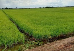 ĐẤT ĐẸP - GIÁ TỐT – Bán 49 Công Đất Ruộng Tại Huyện Kiên Lương - Kiên Giang