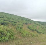 Chính chủ cần bán Lô Đất Thuộc  bản hô bon - xã Phúc khoa - huyện tân uyên - tỉnh lai châu.