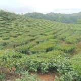 Chính chủ cần bán Lô Đất Thuộc  bản hô bon - xã Phúc khoa - huyện tân uyên - tỉnh lai châu.