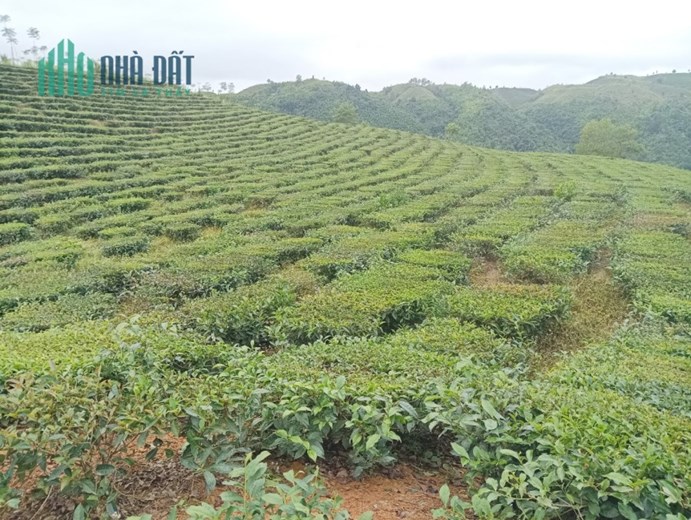 Chính chủ cần bán Lô Đất Thuộc  bản hô bon - xã Phúc khoa - huyện tân uyên - tỉnh lai châu.