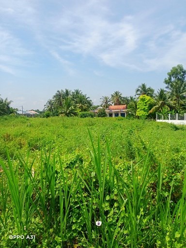 CẦN BÁN LÔ ĐẤT TẠI ẤP THỌ KHƯƠNG-XÃ BÌNH PHÚ-HUYỆN GÒ CÔNG TÂY-TỈNH TIỀN GIANG