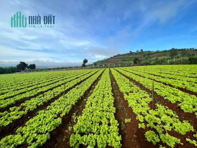 👉 👉 Không mua bây giờ thì mua khi nào đây mọi người ơi