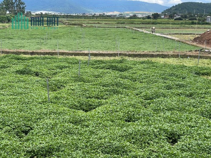 👉  2 lô đất nền Thạnh Mỹ nối liền các tiện ích xung quanh