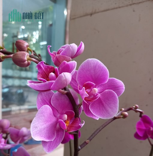 Bán nhà mặt phố Quang Trung - Hà Đông - kinh doanh đỉnh cao - 8 tỷ