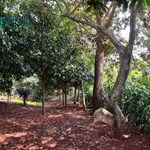 %% CHÍNH CHỦ CẦN BÁN LÔ ĐẤT MẶT TIỀN ĐƯỜNG Ở SUỐI TRE – P.SUỐI TRE - LONG KHÁNH  - ĐỒNG NAI.