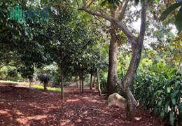 %% CHÍNH CHỦ CẦN BÁN LÔ ĐẤT MẶT TIỀN ĐƯỜNG Ở SUỐI TRE – P.SUỐI TRE - LONG KHÁNH  - ĐỒNG NAI.