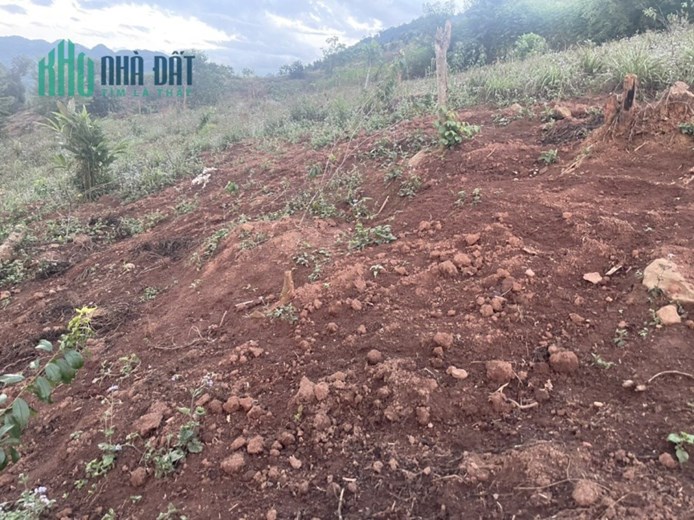 Cắt Lỗ Mảnh ở Mộc Châu vị trí trung tâm 8000m2