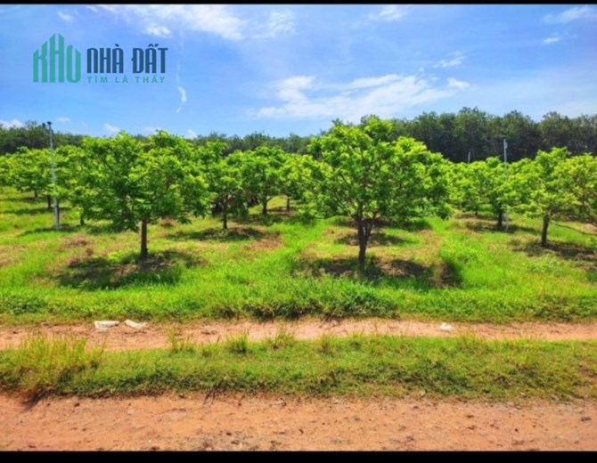 ĐẤT ĐẸP - GIÁ TỐT - Cần Bán Nhanh Lô Đất Vị Trí Đắc Địa Tại  Tây Ninh