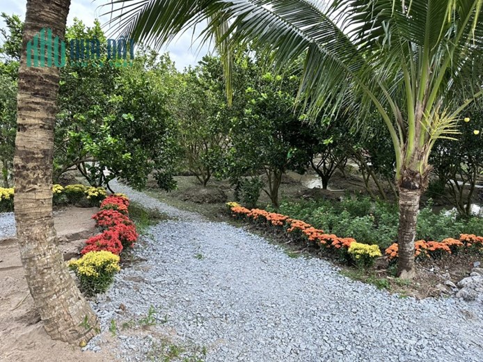 CHÍNH CHỦ CẦN SANG GẤP 8.2 CÔNG ĐẤT CÓ SẴN VƯỜN CAM XOÀN Tại Thoại Sơn, An Giang