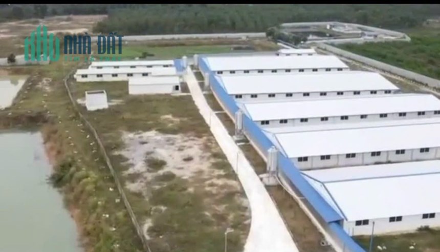 Cần bán gấp trang trại heo đang hoạt động tốt, DT 7.4ha, 700 heo nái + 5000 heo thịt tại Trà Tân,