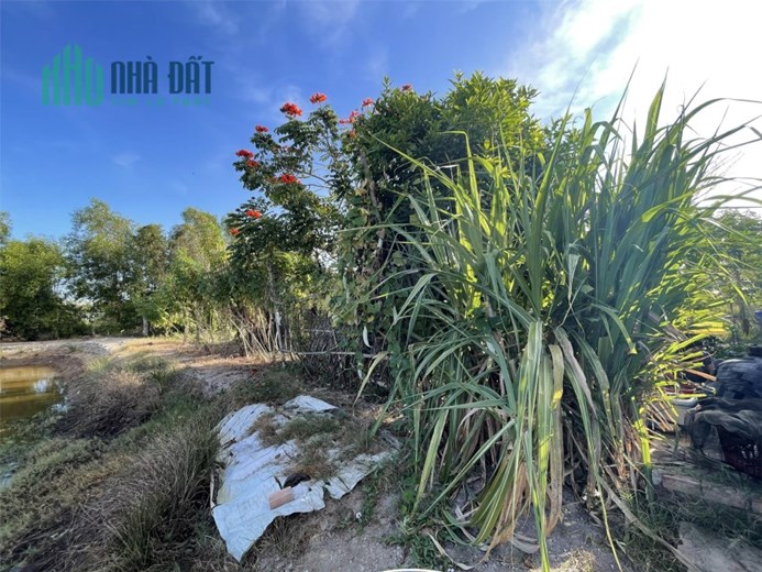 NGUỒN CHO NHÀ ĐẦU TƯ, ĐẤT THỎ CƯ ĐẸP, XÂY BIỆT THỰ VƯỜN, NGHỈ DƯỠNG, NHÀ BÈ, 220M2 CHỈ NHỈNH 4 TỶ
