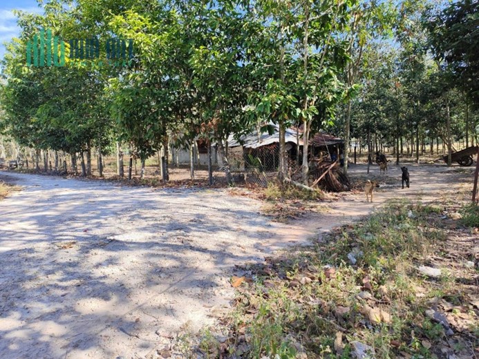 CỰC HIẾM CHÍNH CHỦ BÁN ĐẤT RẪY CAO SU 1.3HA- CAO SU 8 NĂM TUỔI ĐƯỜNG RỘNG 5M, NƯỚC SẠCH, ĐIỆN VÀO