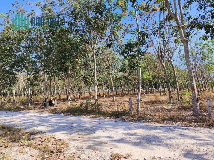 CỰC HIẾM CHÍNH CHỦ BÁN ĐẤT RẪY CAO SU 1.3HA- CAO SU 8 NĂM TUỔI ĐƯỜNG RỘNG 5M, NƯỚC SẠCH, ĐIỆN VÀO