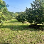 5000m2 NHÀ VƯỜN CÓ SẴN 300M2 THỖ CƯ NGAY NÚT HẠ CAO TỐC DẦU GIÂY PHAN THIẾT - LIỀN KỀ SB QT LONG