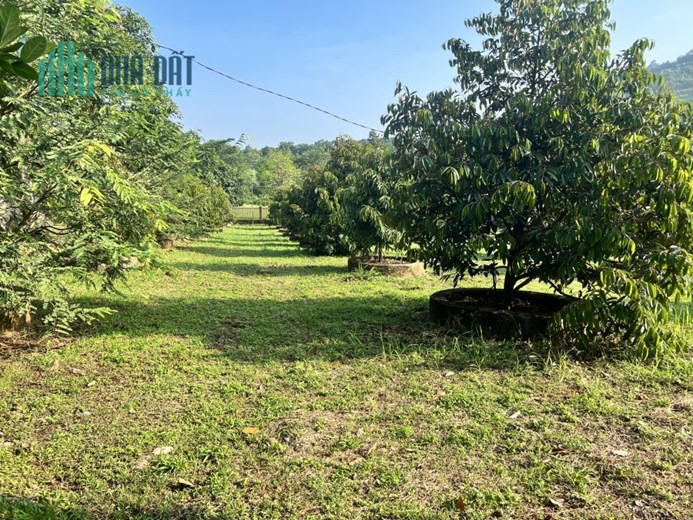 5000m2 NHÀ VƯỜN CÓ SẴN 300M2 THỖ CƯ NGAY NÚT HẠ CAO TỐC DẦU GIÂY PHAN THIẾT - LIỀN KỀ SB QT LONG