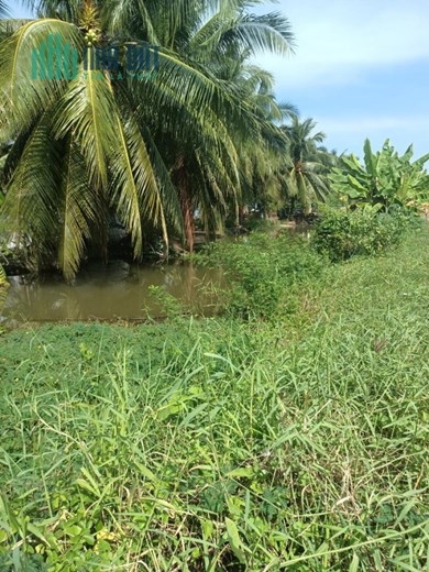 CHÍNH CHỦ CẦN BÁN LÔ ĐẤT Vị Trí Đẹp Tại huyện Chợ Gạo, Tiền Giang - Giá Rẻ