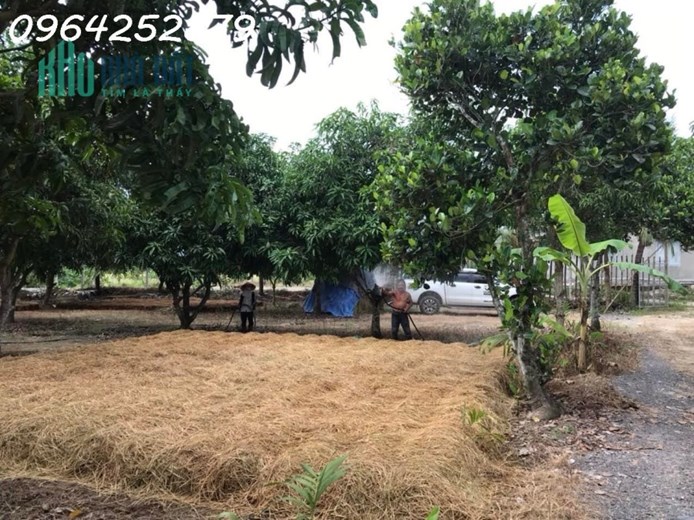 Bán vườn xoài góc 2 mặt đường ở Suối Hiệp chỉ 2,5tr/m2