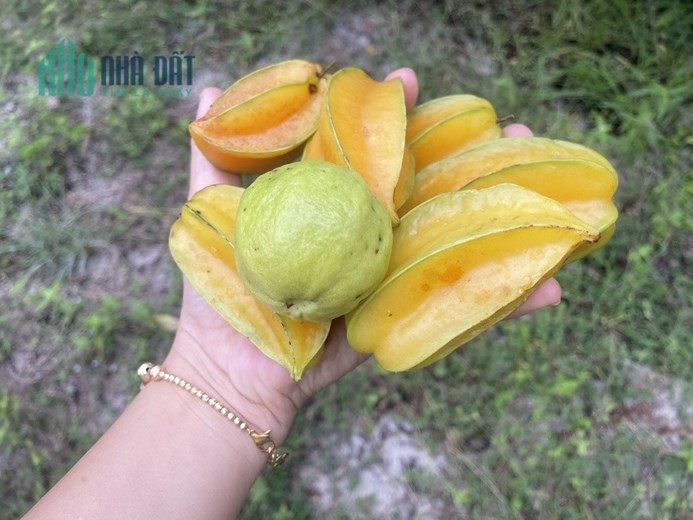 CHÍNH CHỦ CẦN  BÁN LÔ ĐẤT  tại  Xuân Lộc - Thị xã Sông Cầu - Tỉnh Phú Yên