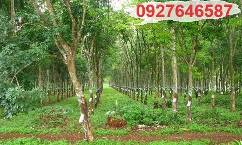⭐Cần bán lô đất mặt tiền đẹp đang trồng cao su 10 năm tuổi KCN Becamex Chơn Thành, Bình Phước;