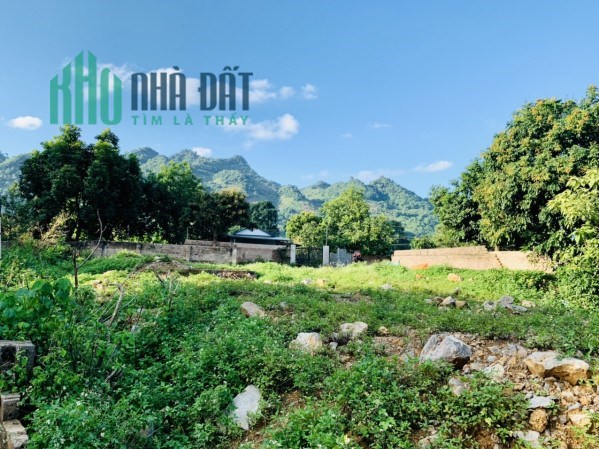 Cần bán gấp mảnh đất phù hợp làm homestay tại Mộc Châu