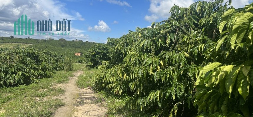 Cần Bán Đất Đẹp Tại Xã Phúc Thọ, Huyện Lâm Hà, Lâm Đồng