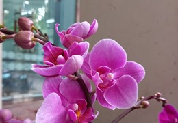 Bán đất Đấu giá Phú Lương 1 lô E6- phân lô vỉa hè- 70m2- nhỉnh 4 tỷ