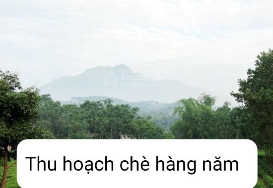 Gia đình cần bán 2 lô đất nghỉ dưỡng đẹp DT 8.000m² và DT 3.331 m2 thuộc xã Yên Bài, Ba Vì, Hà Nội