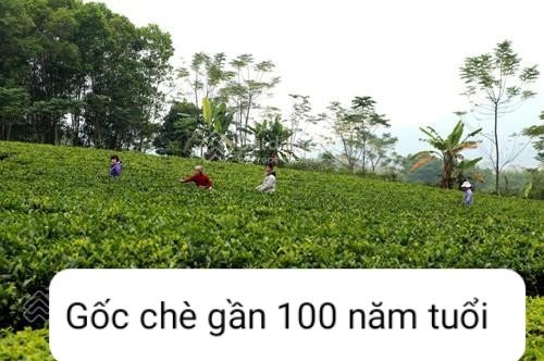 Gia đình cần bán 2 lô đất nghỉ dưỡng đẹp DT 8.000m² và DT 3.331 m2 thuộc xã Yên Bài, Ba Vì, Hà Nội