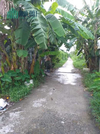 CHÍNH CHỦ CẦN BÁN NHANH LÔ ĐẤT TẠI  Phường Tân Xuyên - TP CÀ MAU - CÀ MAU