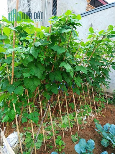 Đất Vân Trì-Vân Nội-Đông Anh-Đường Thông Ô Tô Tải Vào Đất-DT 59m²-MT 4m-Giá 3,2 tỷ