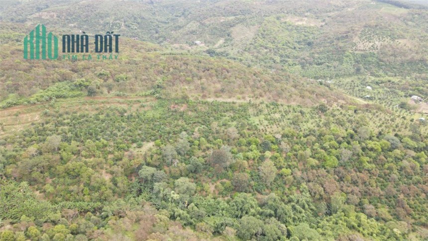2ha7 đất điều hơn 100m bê tông mà chỉ có 1 tỷ 350 triệu - Đất vườn giá rẻ Đắk Nông