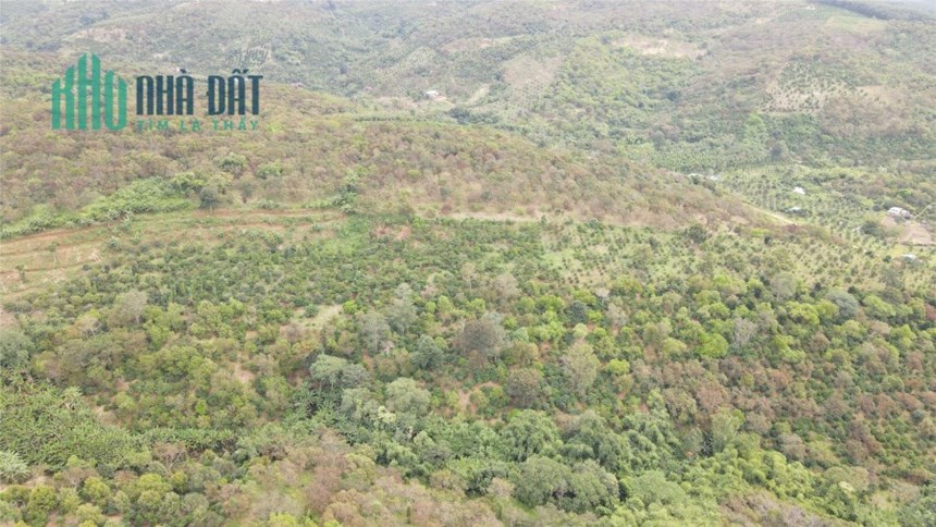 2ha7 đất điều hơn 100m bê tông mà chỉ có 1 tỷ 350 triệu - Đất vườn giá rẻ Đắk Nông