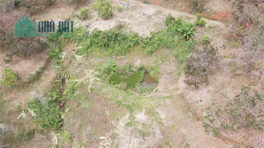 2ha7 đất điều hơn 100m bê tông mà chỉ có 1 tỷ 350 triệu - Đất vườn giá rẻ Đắk Nông