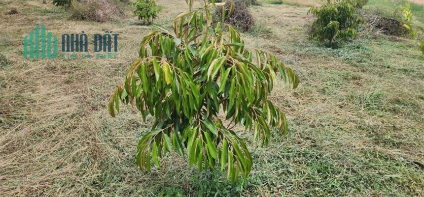 2ha7 đất điều hơn 100m bê tông mà chỉ có 1 tỷ 350 triệu - Đất vườn giá rẻ Đắk Nông