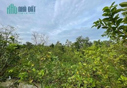 CHÍNH CHỦ BÁN NHANH  LÔ ĐẤT Vị Trí Đẹp Tại   Thị Xã Cai Lậy, Tỉnh Tiền Giang