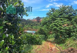 CẦN BÁN GẤP KHU ĐẤT NGHỈ DƯỠNG  ĐÔNG THANH LÂM HÀ LÂM ĐỒNG