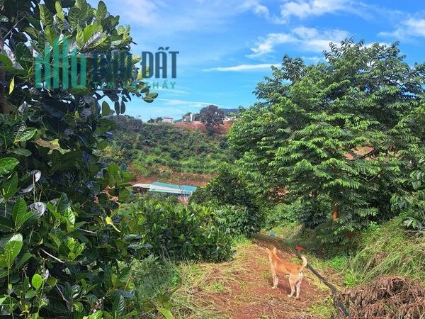 CẦN BÁN GẤP KHU ĐẤT NGHỈ DƯỠNG  ĐÔNG THANH LÂM HÀ LÂM ĐỒNG