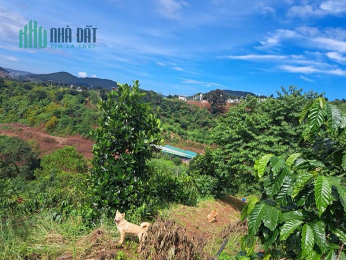 CẦN BÁN GẤP KHU ĐẤT NGHỈ DƯỠNG  ĐÔNG THANH LÂM HÀ LÂM ĐỒNG