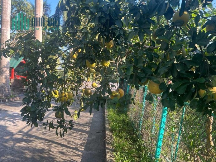 Bán nhà đất chính chủ 3,2 hecta Xã Khánh An, Yên Khánh, Ninh Bình