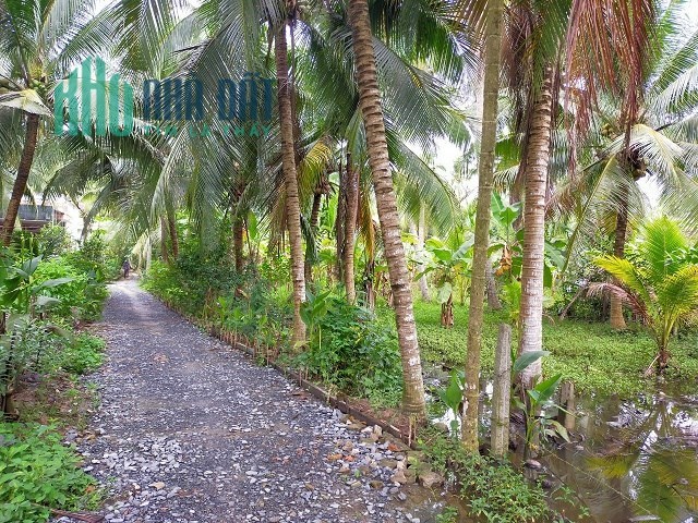 Cần bán đất 1300m2 xã Hưng Nhượng, Huyện Giồng Trôm, Bến Tre