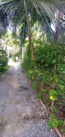 Cần bán đất 1300m2 xã Hưng Nhượng, Huyện Giồng Trôm, Bến Tre