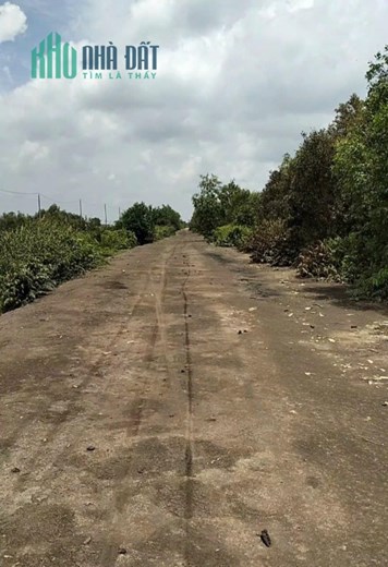 Cần Bán gấp đất vườn, trên đất đã trồng kín Cà Na, tại kênh 8 ấp Xóm Huế - xã Tân An Hội - huyện Củ